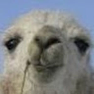 Meet your Posher, Marcellus